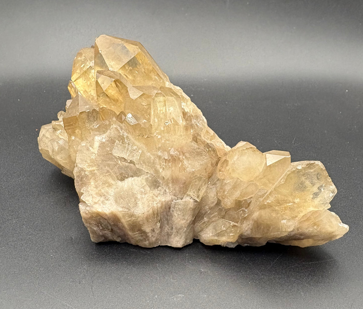 A natural Citrine cluster specimen with multiple translucent pale yellow and beige gemstone points on a rough, matte base, photographed against a dark gray background.