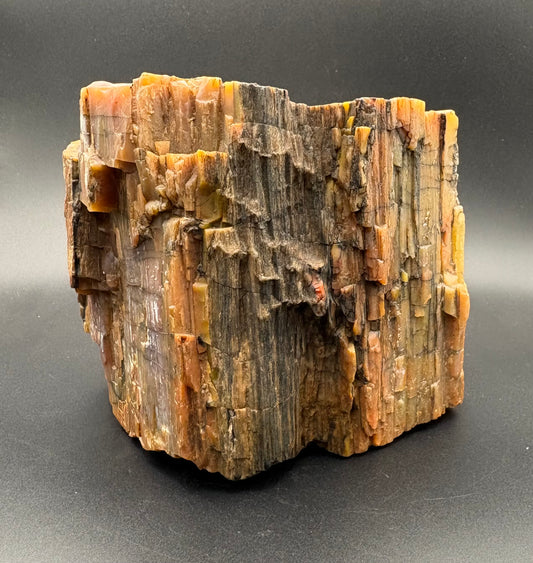 A raw petrified wood or wood-bark specimen with layered vertical striations in earthy tones of brown, tan, orange, and gray, photographed on a dark gray studio background.
