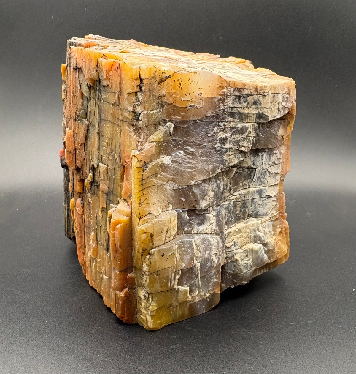 A raw petrified wood or wood-bark specimen with layered vertical striations in earthy tones of brown, tan, orange, and gray, photographed on a dark gray studio background.