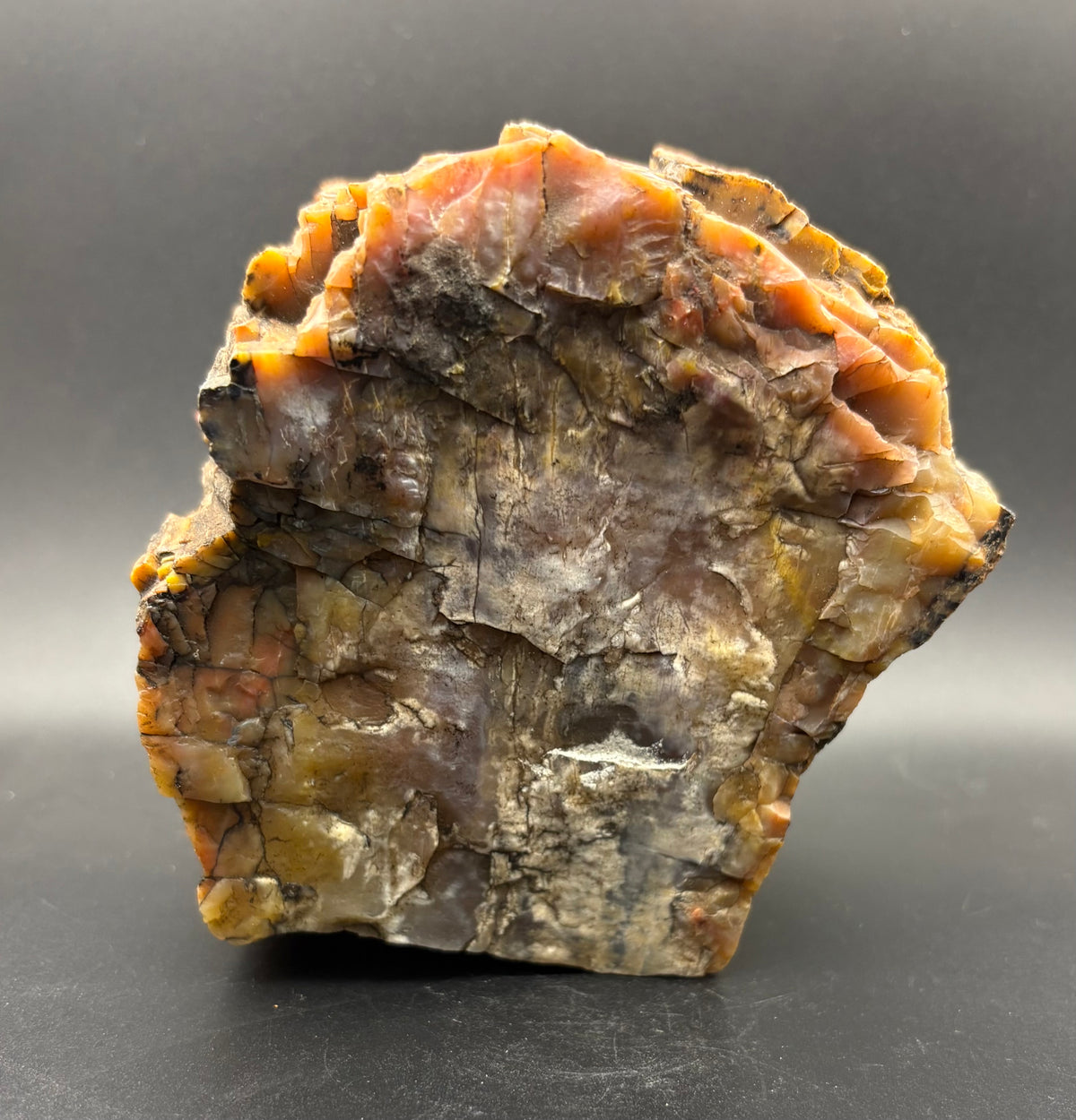 A raw petrified wood or wood-bark specimen with layered vertical striations in earthy tones of brown, tan, orange, and gray, photographed on a dark gray studio background.
