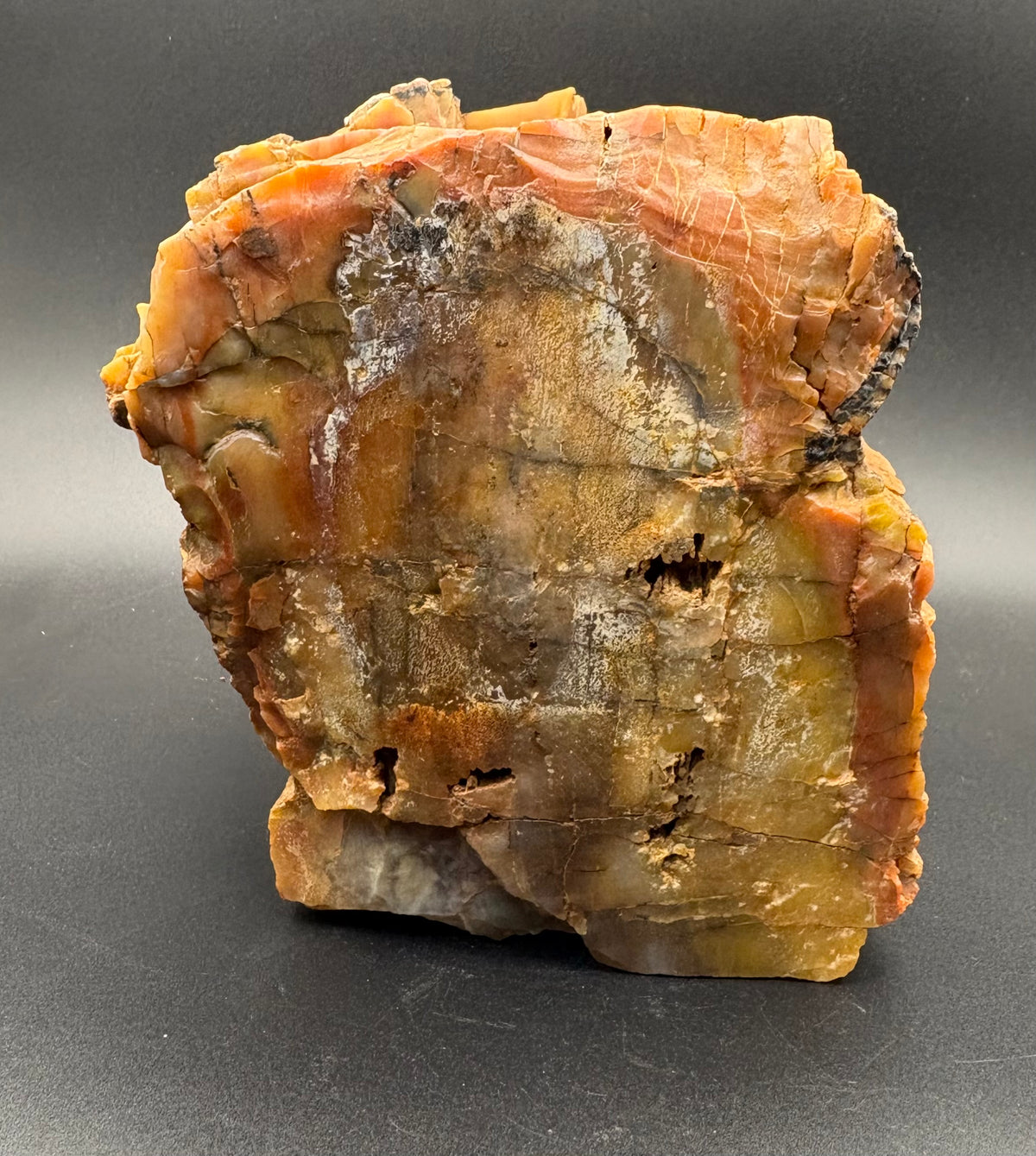 A raw, polished piece of petrified wood or wood-bearive stone showing natural grain, with prominent orange, brown, and yellowish-gold tones on a dark gray background.