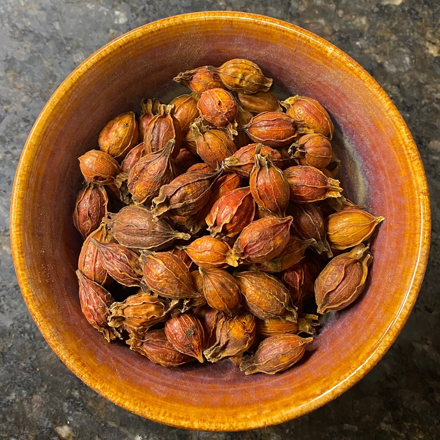 Gardenia Seed Pod (Zhi Zi) reddish brown