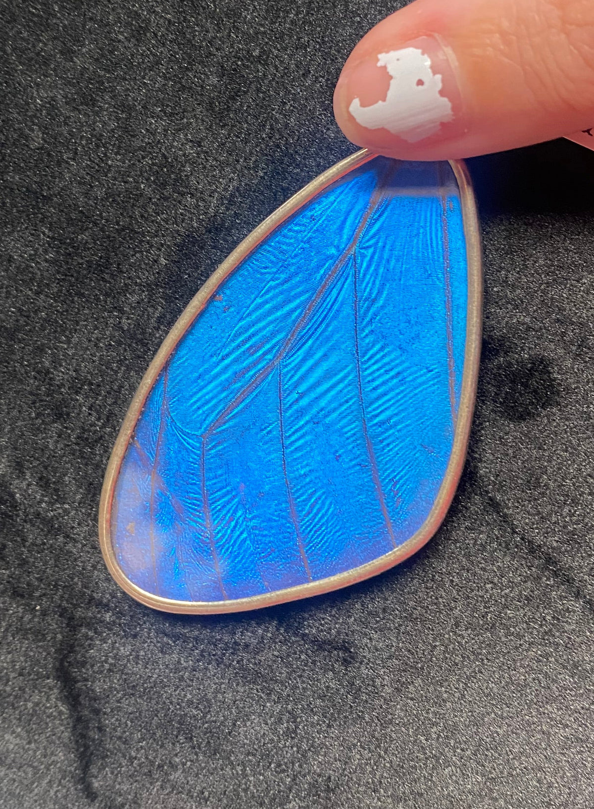 Blue butterfly wing on a dark fabric surface with a finger for scale