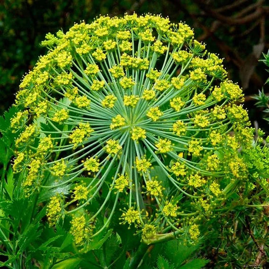 Ferula galbaniflua flowers