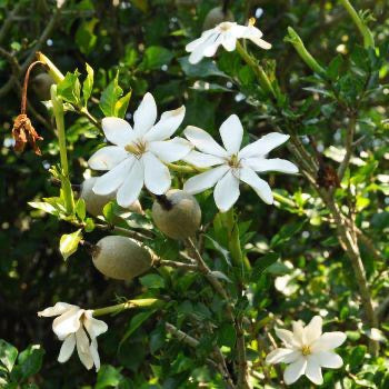 Gardenia Wild flowers