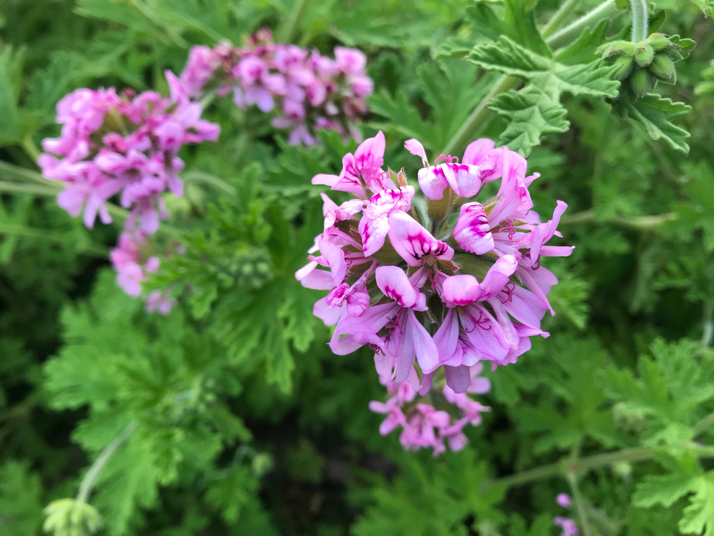 geranium flowers Pelargonium graveolens