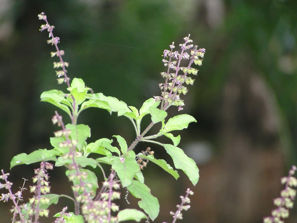 Ocimum sanctum Holy Basil Tulsi Plant