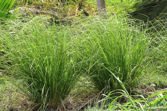 Vetiver grass