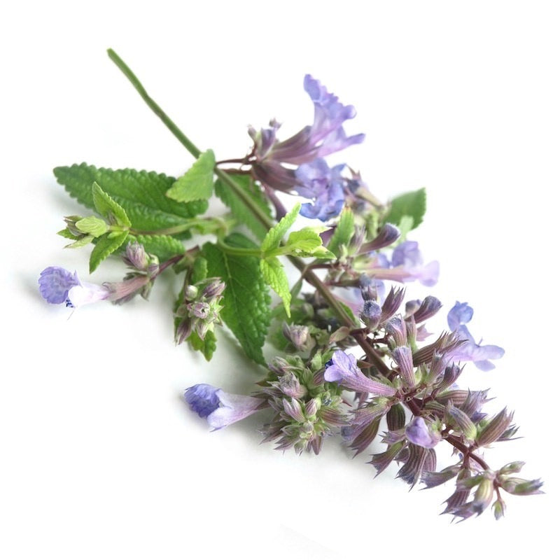 Purple Catnip flowers and leaves on a white back ground
