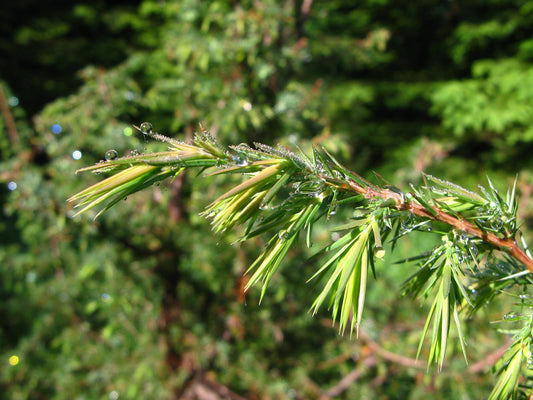 Juniperus communis Juniper leaf baby shoots