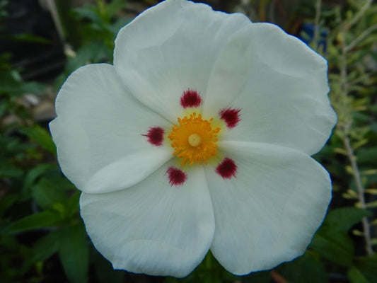 Labdanum (Rock Rose) Essential Oil