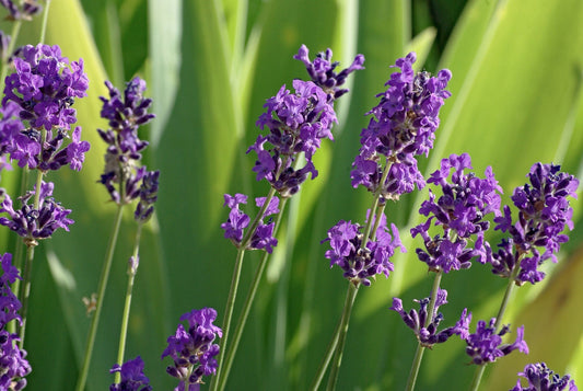 Lavandula angustifolia lavender flowers and stems