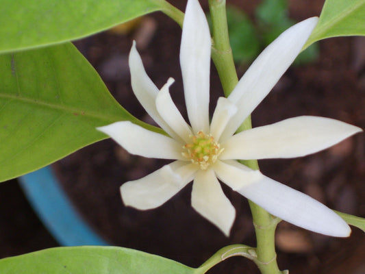 Michelia alba magnolia flower