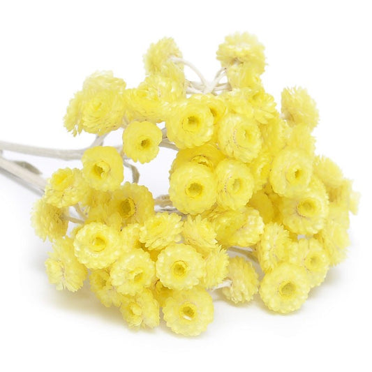 Helichrysum flowers