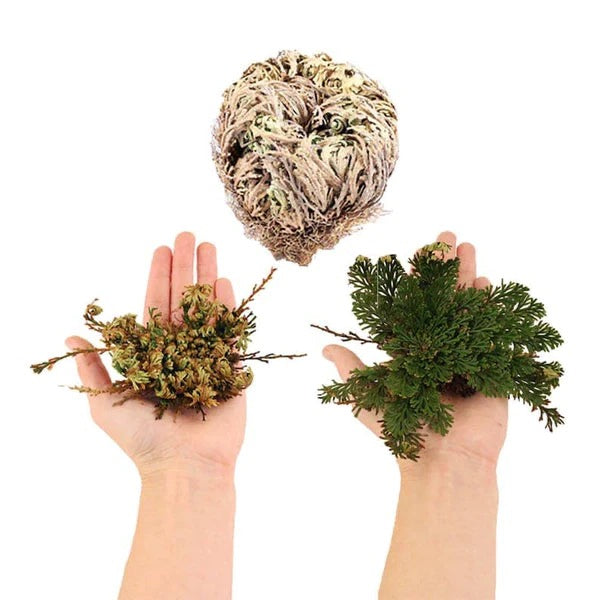 Rose of Jericho in three stages dry, opening, and green