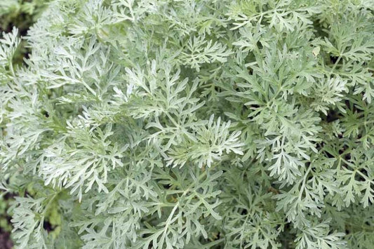 Wormwood leaves green