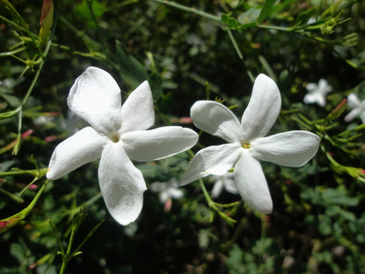Jasminum grandiflorum jasmine flowers