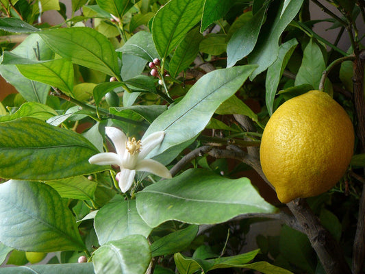 lemon and lemon flower Citrus limon