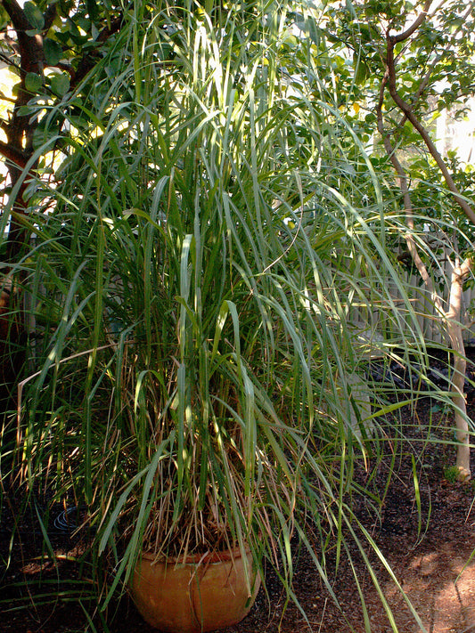 Lemongrass in a pot
