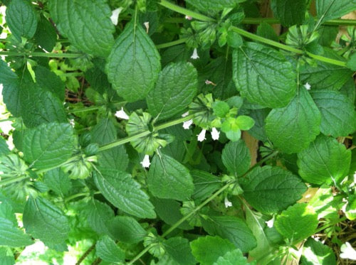Plant for Lemon Balm Essential Oil