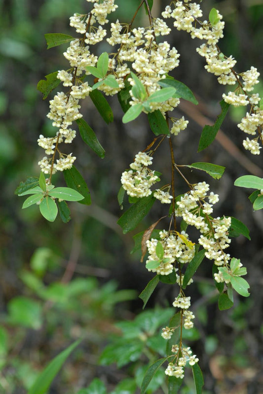Litsea Cubeba flowers