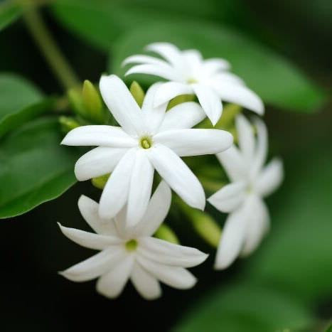 Jasmine Flowers