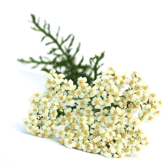 Yarrow white flowers