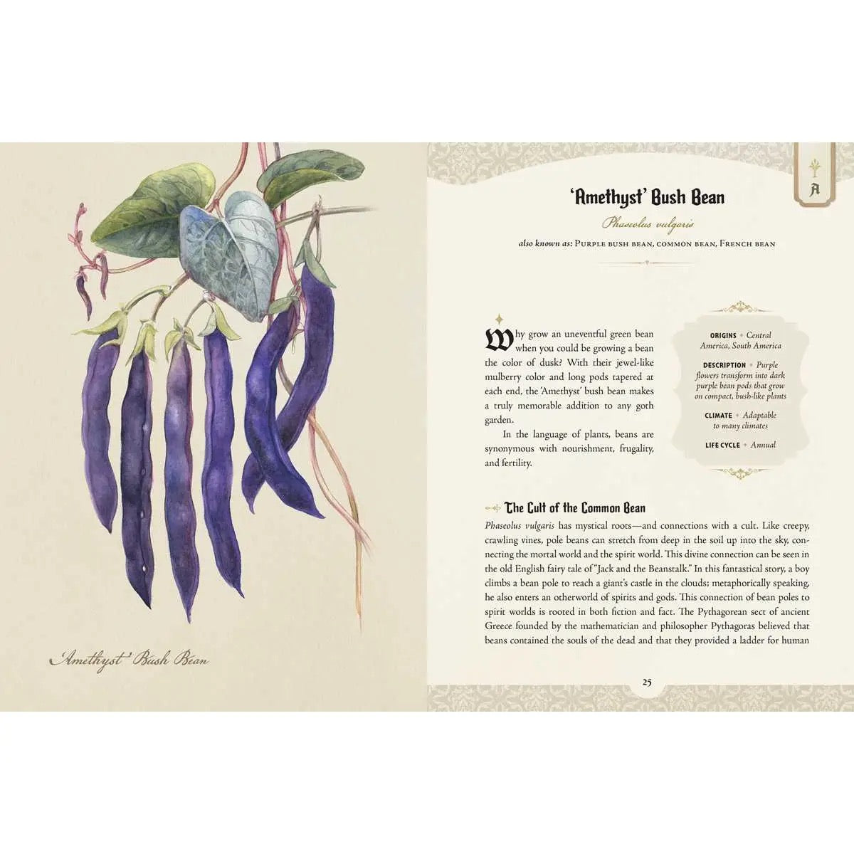 Illustration of purple beans with descriptive text on a beige background