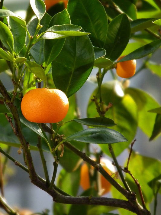 Citrus reticulata mandarin tree