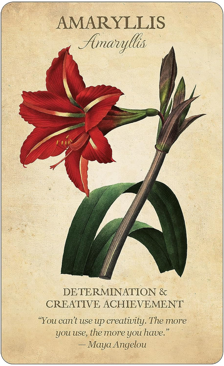 Botanical Inspirations Deck amaryllis