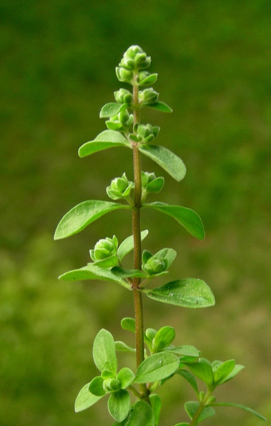 Origanum majorana marjoram plant