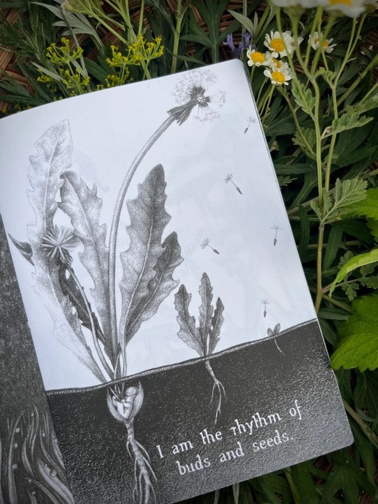 A square art print or book page featuring a black-and-white botanical illustration of a dandelion with the text 'I am the rhythm of buds and seeds.' placed in a real garden setting among green leaves and small yellow flowers.