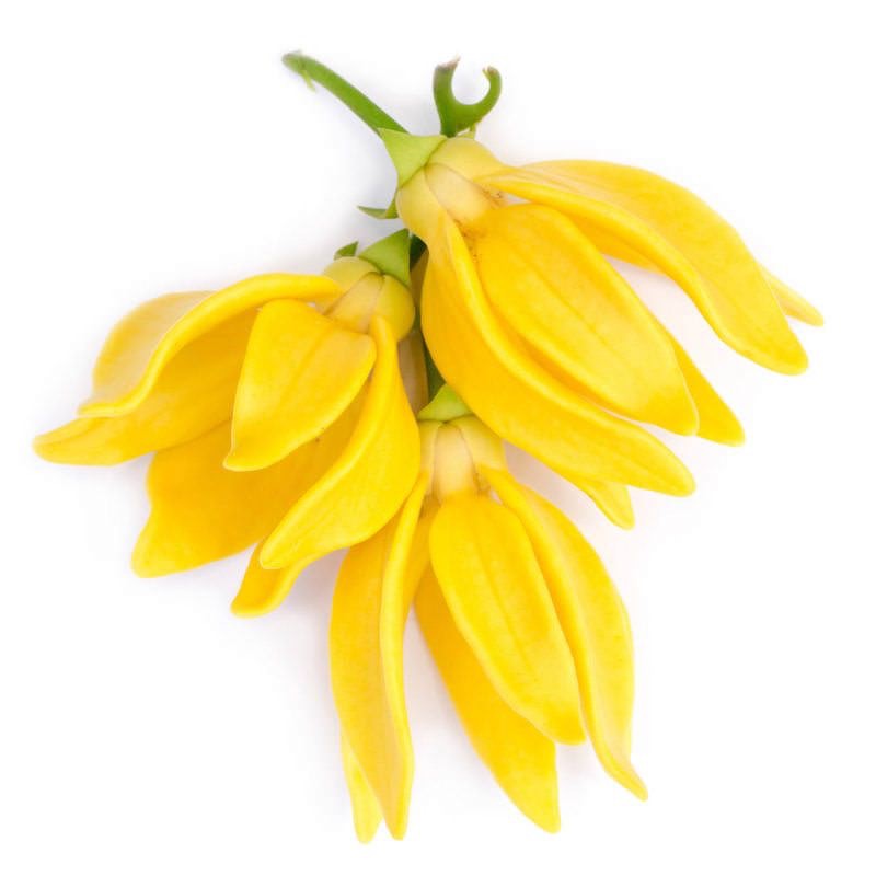 Ylang Ylang flowers yellow