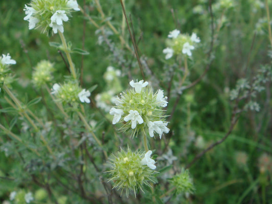 Wild Marjoram Thymus mastichina flowers