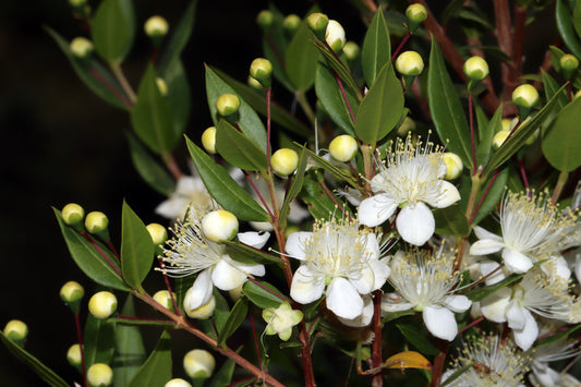 Myrtus communis myrtle flowers plant