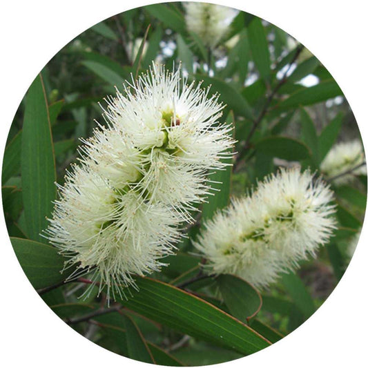 Niaouli flowers