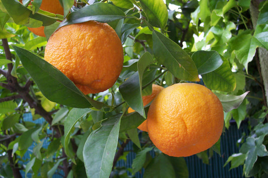 Bitter orange fruit trees