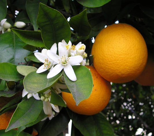 Sweet oranges and blossoms on a tree Citrus sinensis