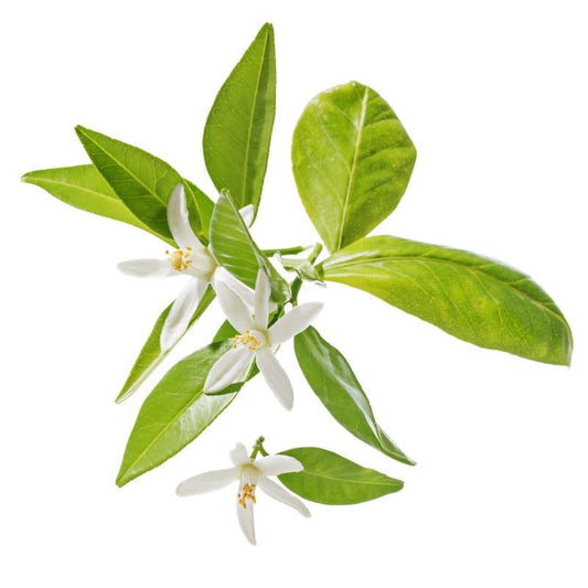 Neroli Citrus aurantium var. amara leaf and flower