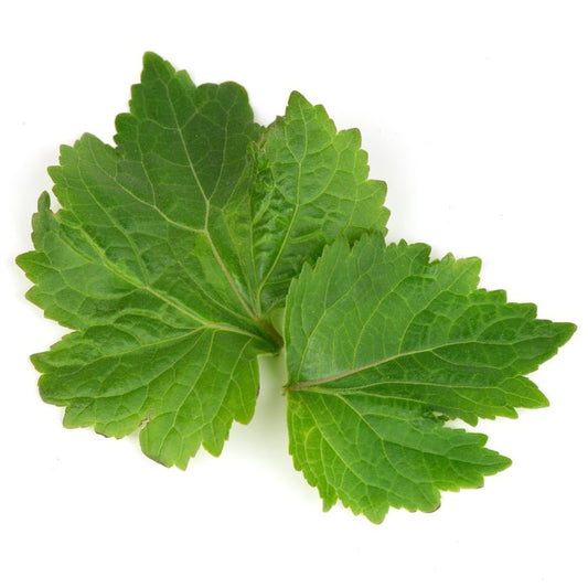 Patchouli Pogostemon cablin leaves
