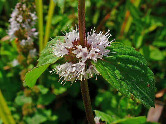 Pennyroyal flowers and a couple leaves