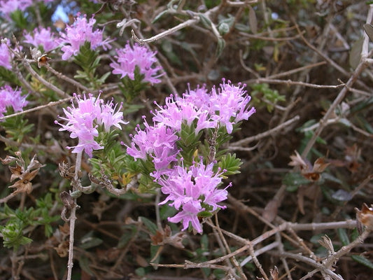 Oregano Thymus capitatus flowers