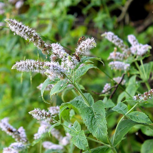 Peppermint plant with purple flowers