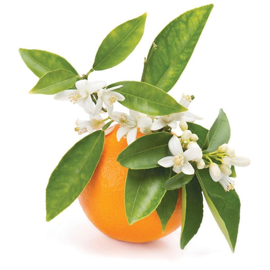 Citrus aurantium bitter orange petitgrain leaves, orange and blossoms