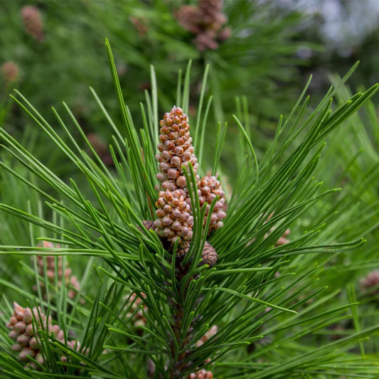 Pine Needle Pinus sylvestris plant