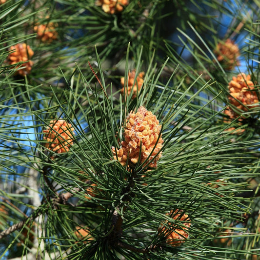 Pinus sylvestris scotch pine tree with pine cones