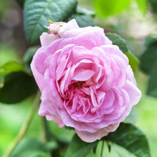 Rose pink Rosa centifolia