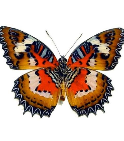 Butterfly with orange, black, and white wings on a white background