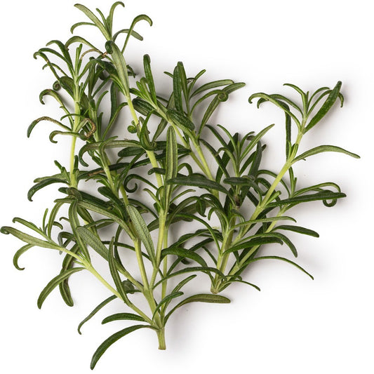 Rosmarinus officinalis rosemary leaves