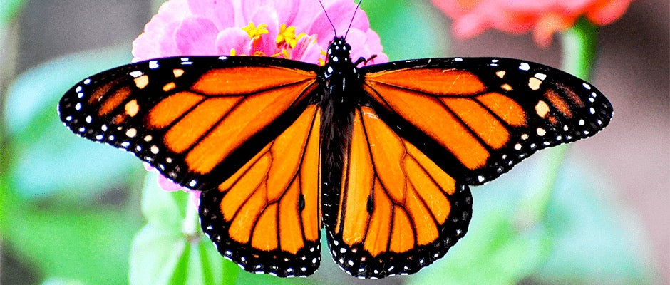 Monarch butterfly on a pink flower with a blurred green background